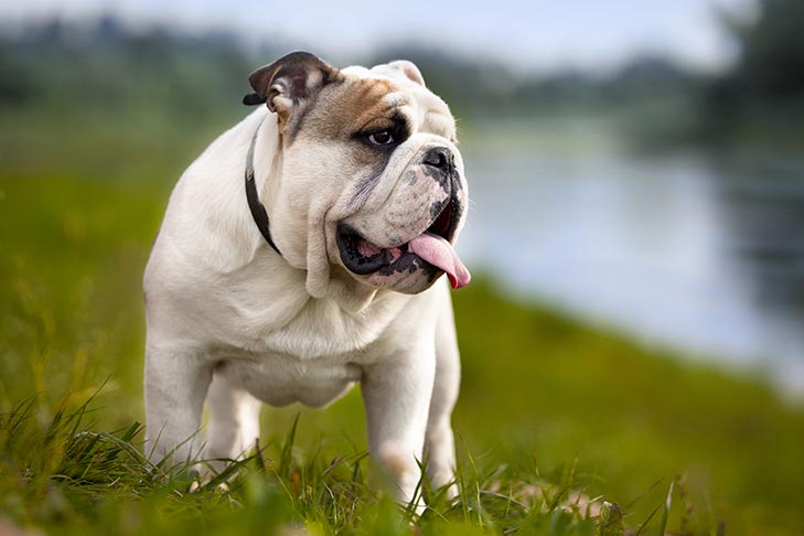 تصویر بولداگ (Bulldog)